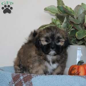 Bonny, Lhasa Apso Puppy